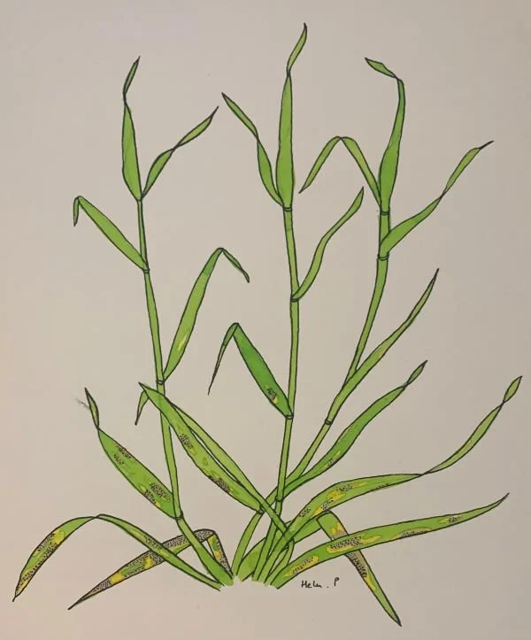 Septoria tritici leaf blotch