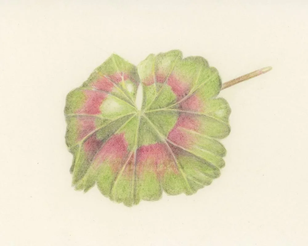 a pelargonium leaf drawn in coloured pencil on vellum