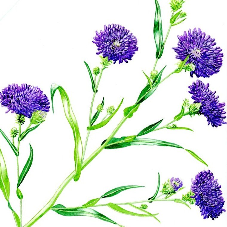 I painted purple aster (Callistephus chinensis) in watercolour paints.