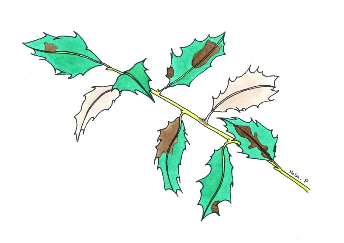 Illustration of a holly twig with several spiny green leaves showing brown blotches and pale, faded areas caused by Phytophthora ilicis infection. The stem is yellow-green and the background is plain white.