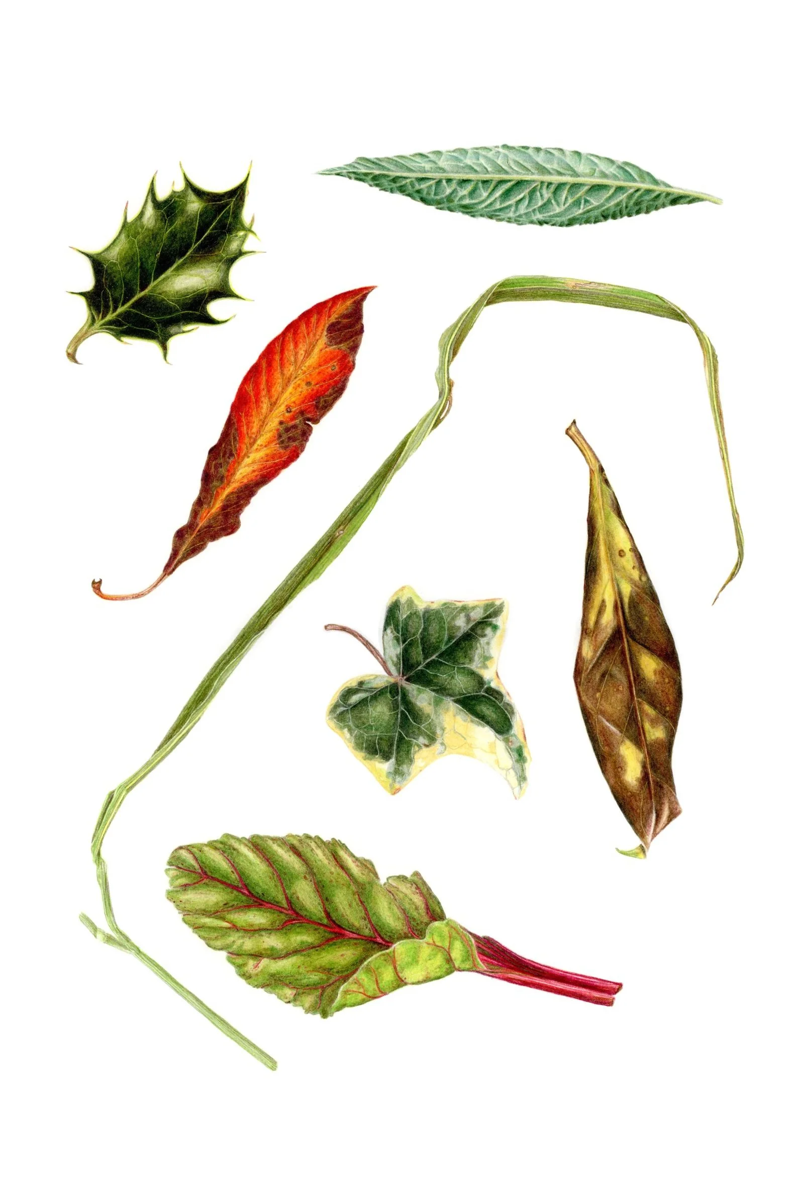 Seven leaves drawn in coloured pencil on white paper. One leaf is red, one yellow and brown, and five predominantly green. One of the green leaves is a long blade of grass, which leads the viewer around the page