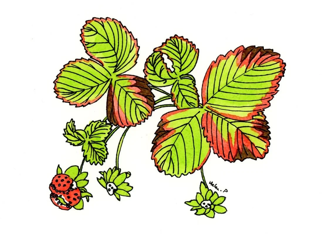 Illustration of a strawberry plant showing symptoms of foliar nematode infection, with crinkled leaves, reddish margins, and small, deformed fruit.