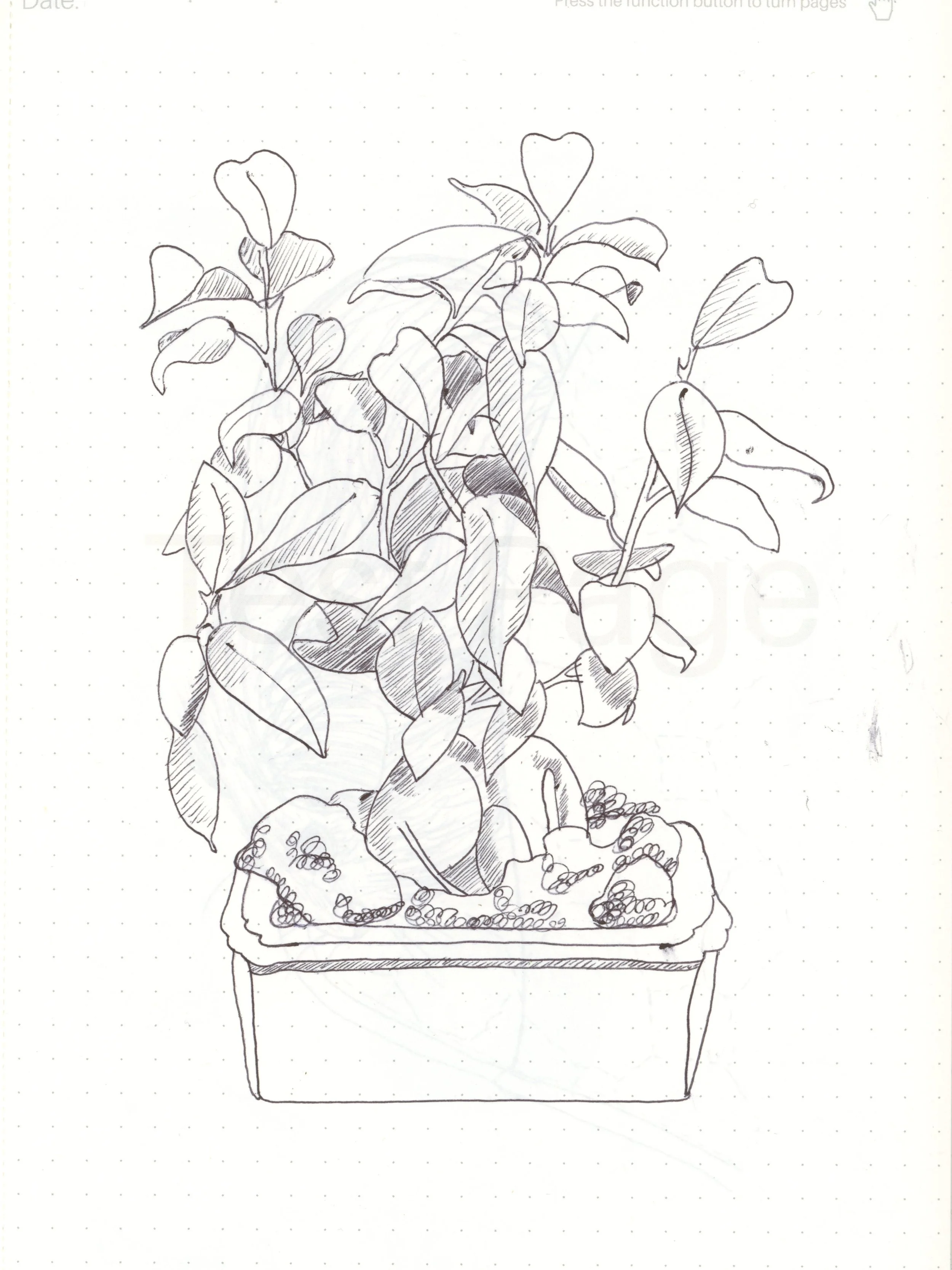 A drawing done with a Huion Note ball point on a Huion note paper notepad: ficus