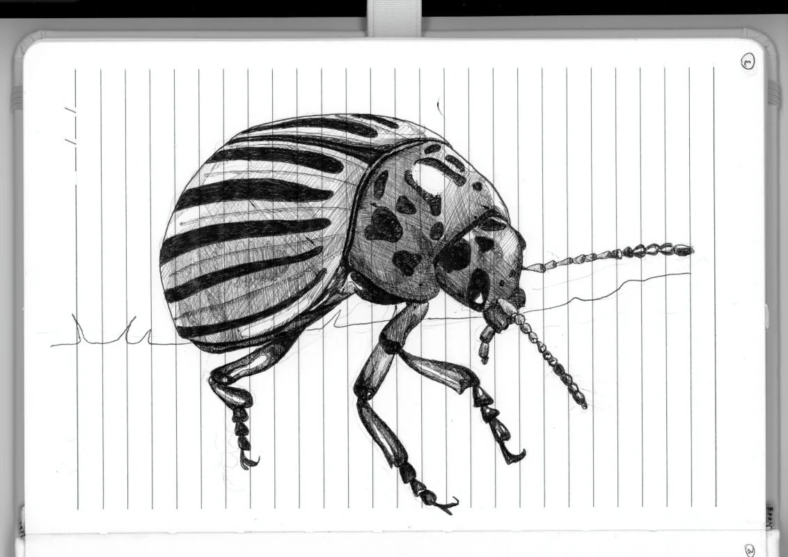 Colorado Potato Beetle
