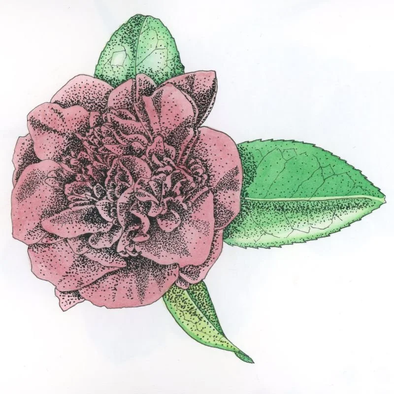 Pink camellia flower drawn in pen and ink with stippling, coloured with watercolour, surrounded by green leaves with highlighted areas showing reflected light.