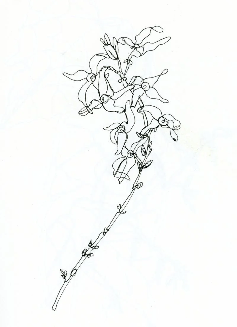 a continuous line drawing of a forsythia