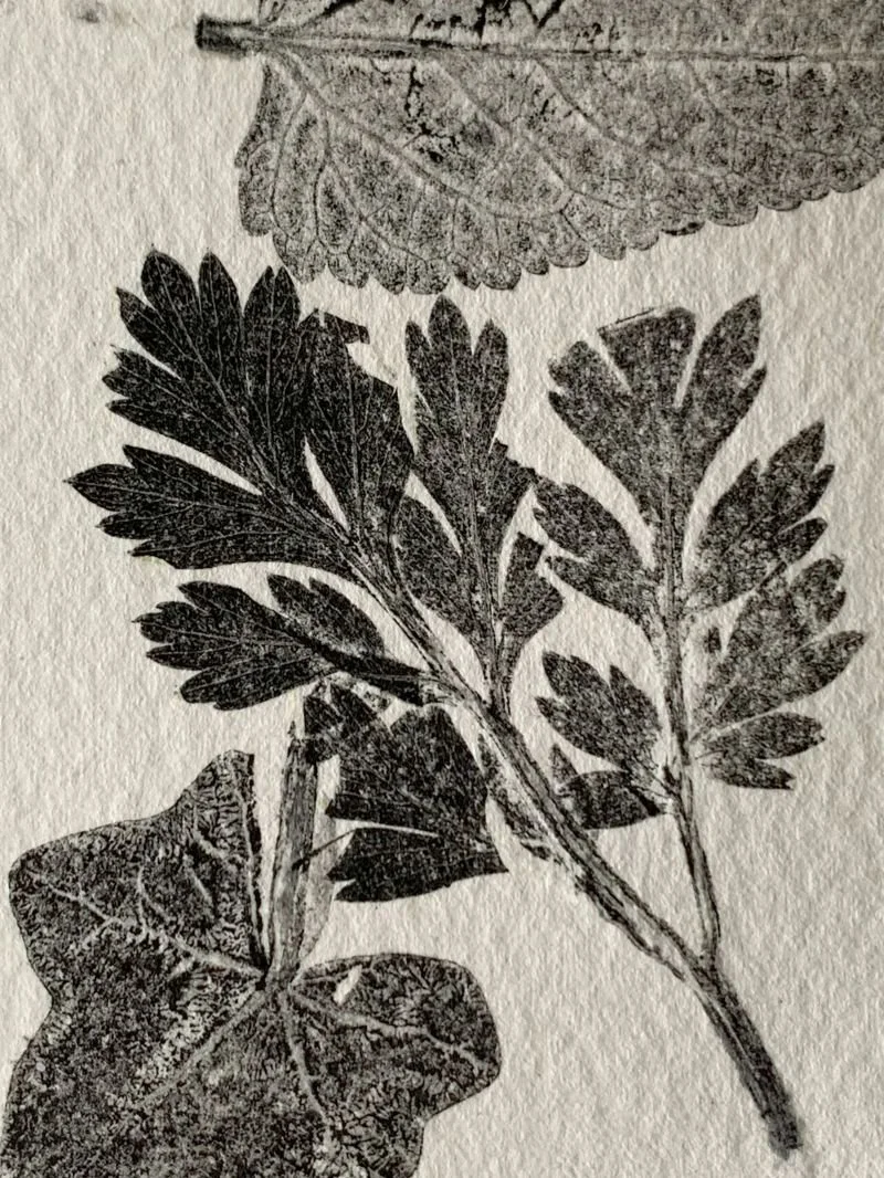 leaves in black ink