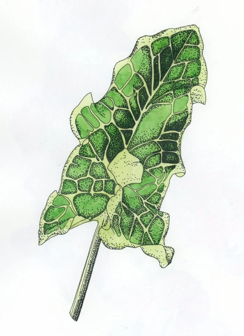 Italian arum leaf in pen & ink stipple, with a watercolour wash overlay in two shades of green