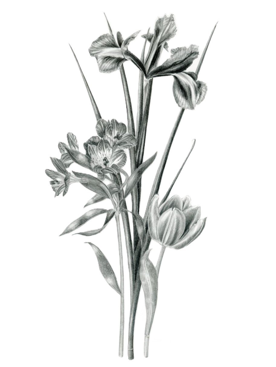 Iris, Alstroemeria and a tulip, arranged in a cluster of three stems. The three subjects have been drawn using graphite pencils on white paper.