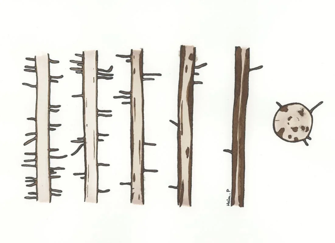 The painting shows five longitudinal sections of banana roots, progressing from healthy to heavily infected, along with one transverse (cross) section.