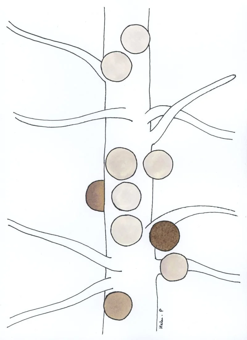 10 round cysts in shades of tan and brown, on a white potato root