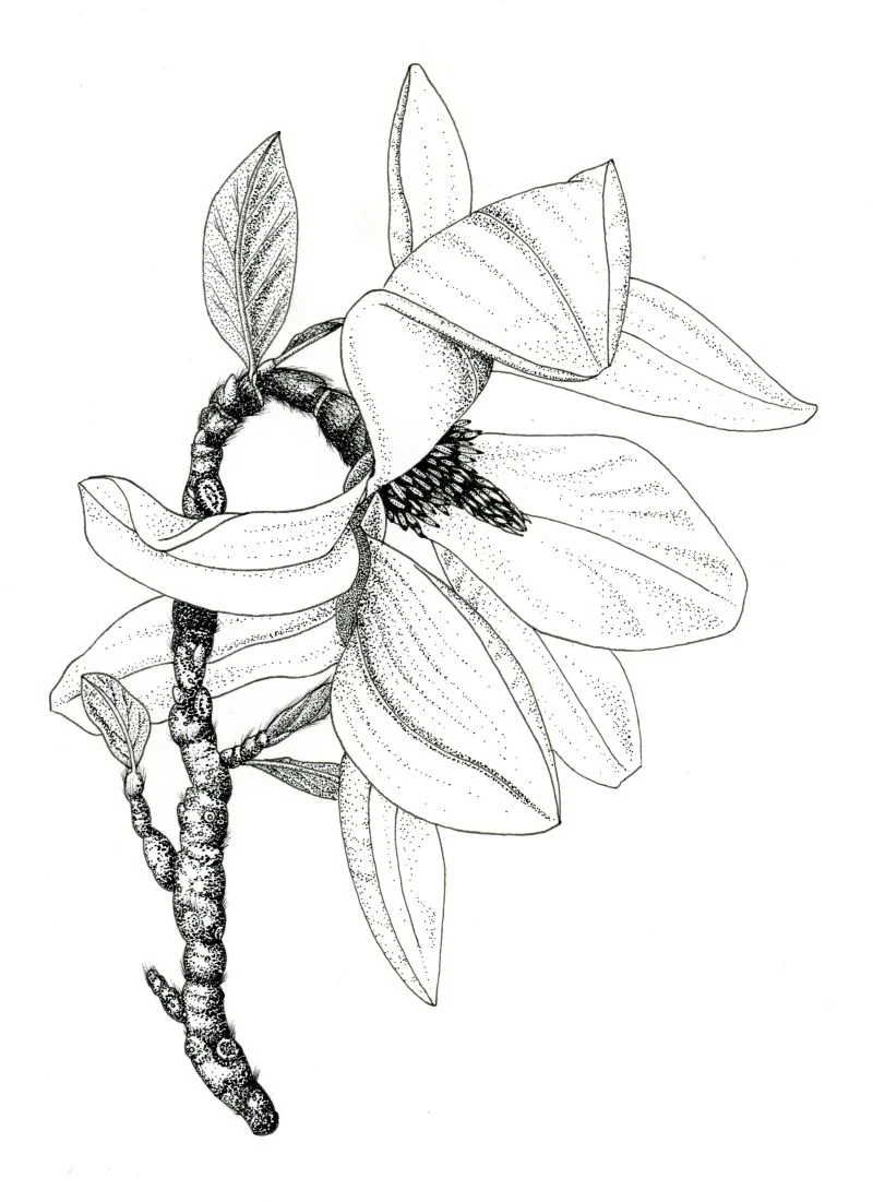 A magnolia flower with an attached stem and leaves, drawn in ink pen on white paper. I used stippling to give the flower depth and form.