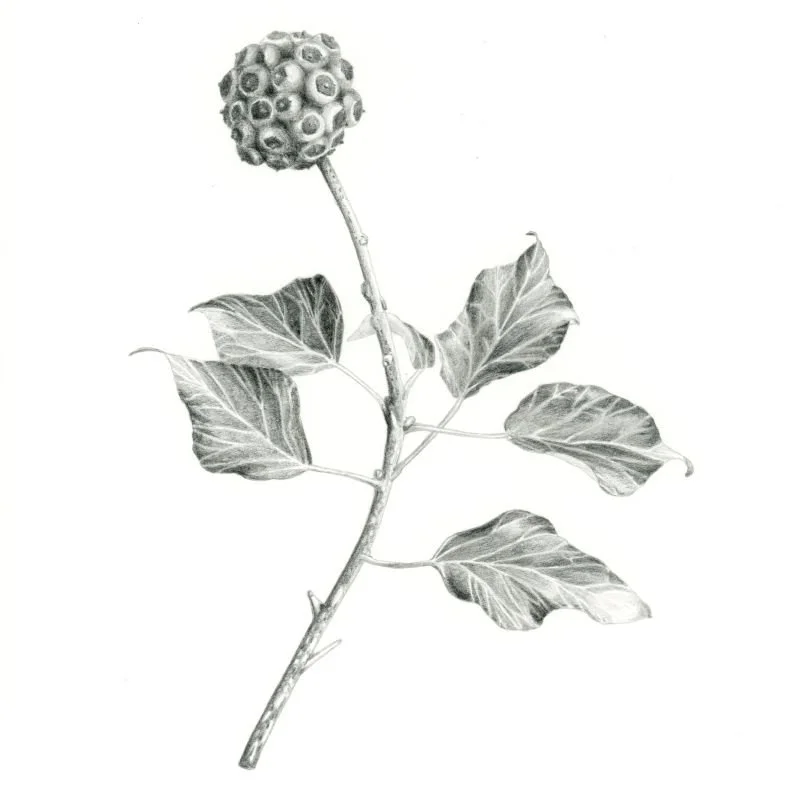 Diploma in Botanical Art