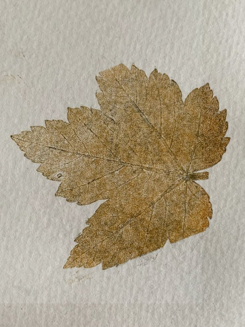 sycamore leaf in yellow ochre and black ink