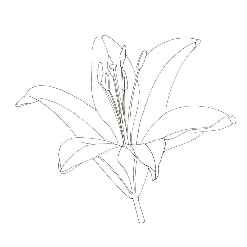 Lilium asiatica - outline drawing