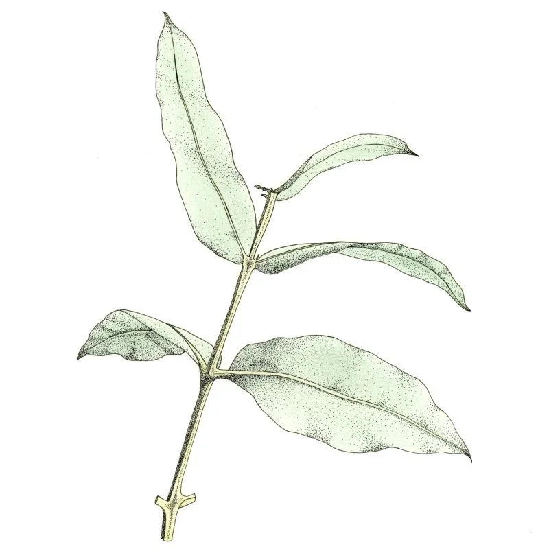 Eucalyptus globus ink stipple drawing with light colour overlay