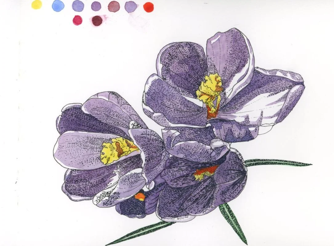 Crocus in Stippling