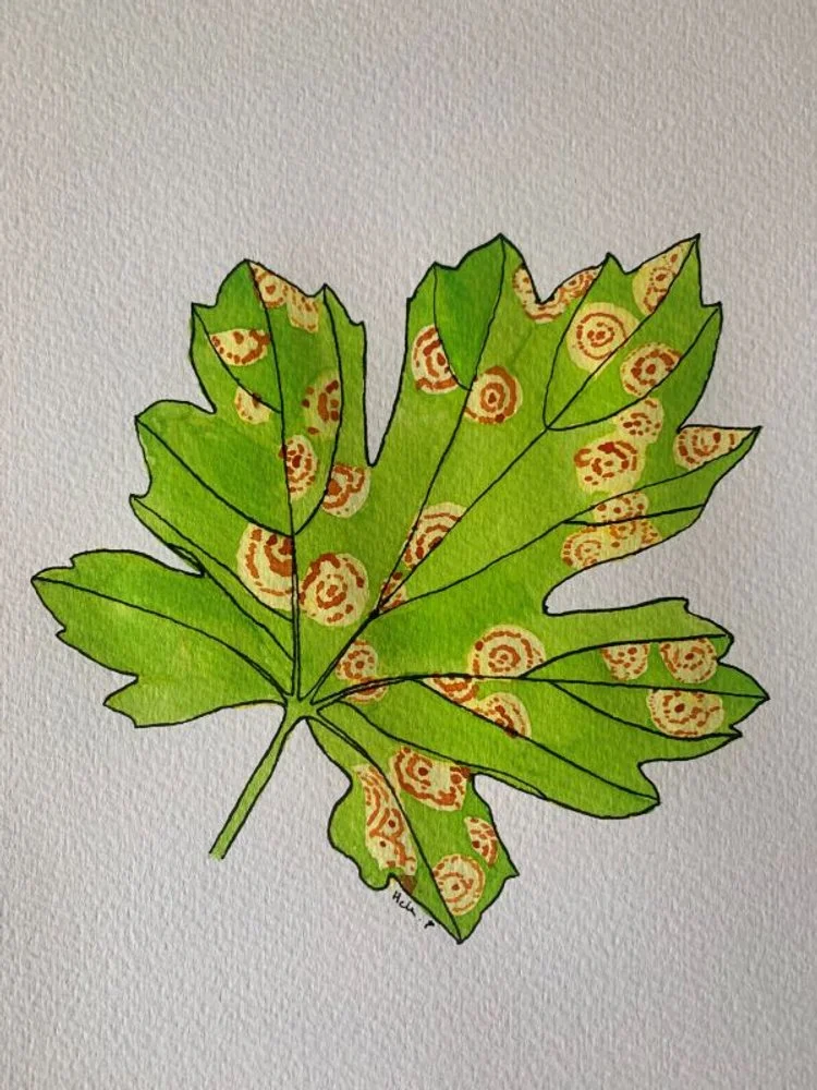 Pinyon pine needle rust (Cronartium ribicola) on golden current (Ribes aureum).