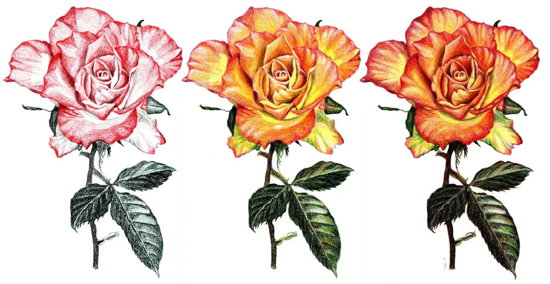A progress montage of three photos of the same rose illustration. Left: dark green and red leaf and petal outlines. Centre: Yellow blending over the top, and red added over some leaf and stem areas. Right: darker red used to enhance the petals