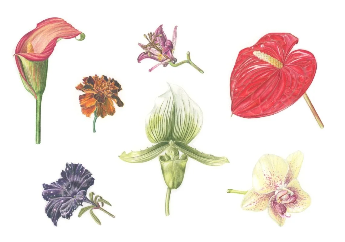 Botanical illustration showing seven flowerheads, each representing a different flowering plant.