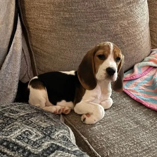 Bijou is the Best Beagle Ever!
