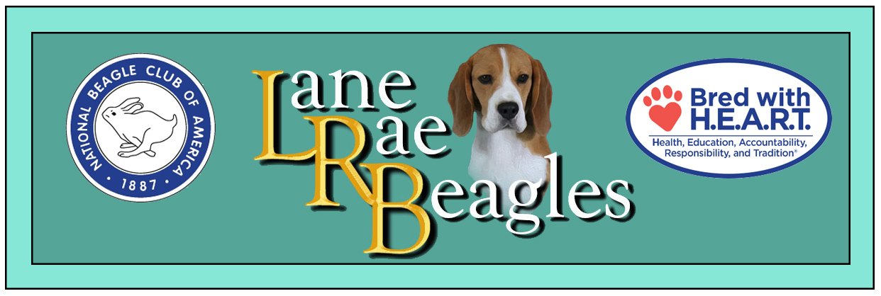 Lane Rae Beagles
