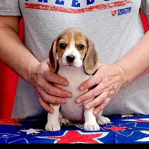 Such a Perfect Puppy!