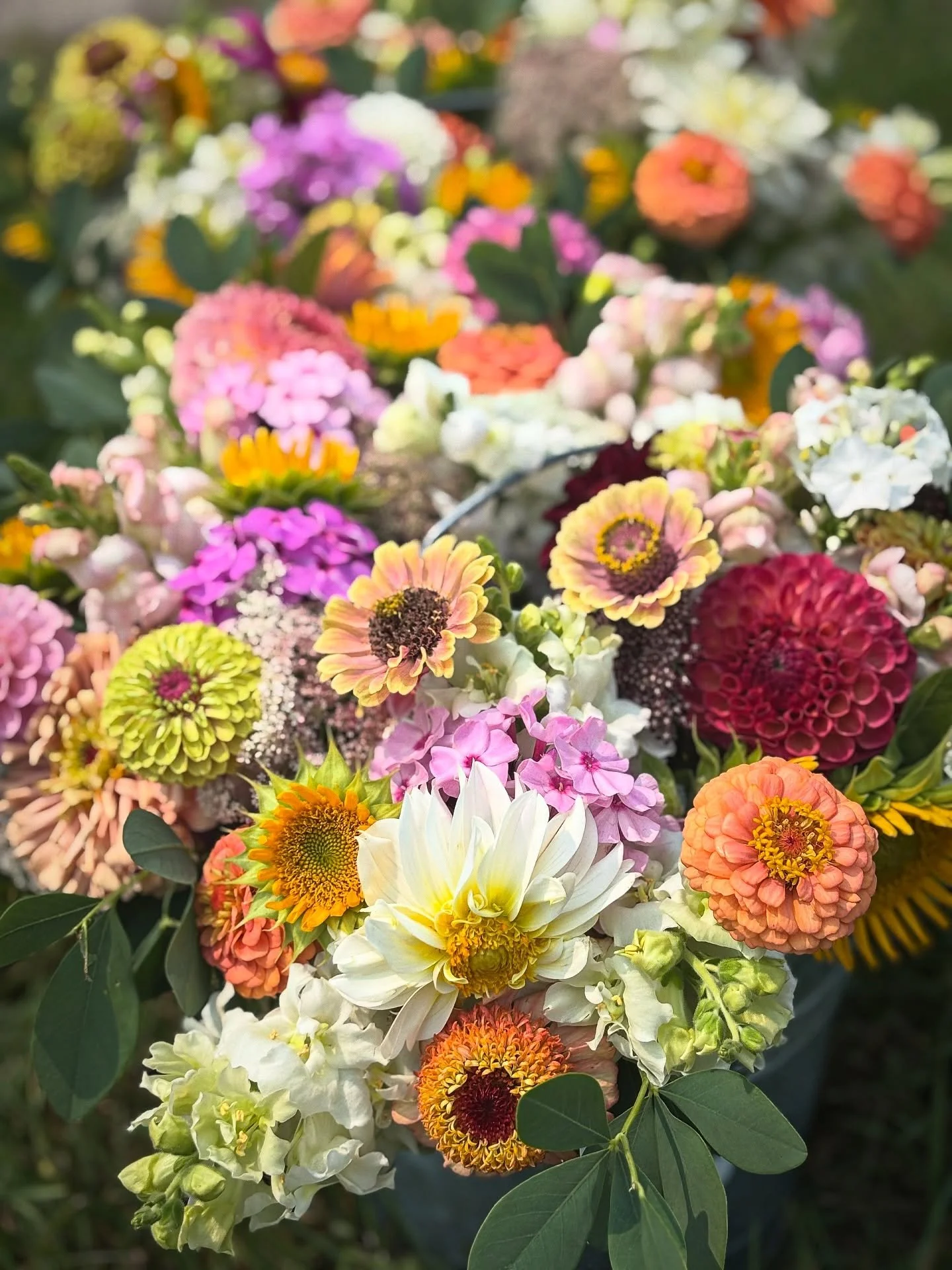 The final week of our Summer Flower Subscriptions is giving us all the feels - big summer energy for sure! Our fields are overflowing with abundance &amp; beauty, and we hope that is what we captured with these beauties. 

Next week we start our Fall