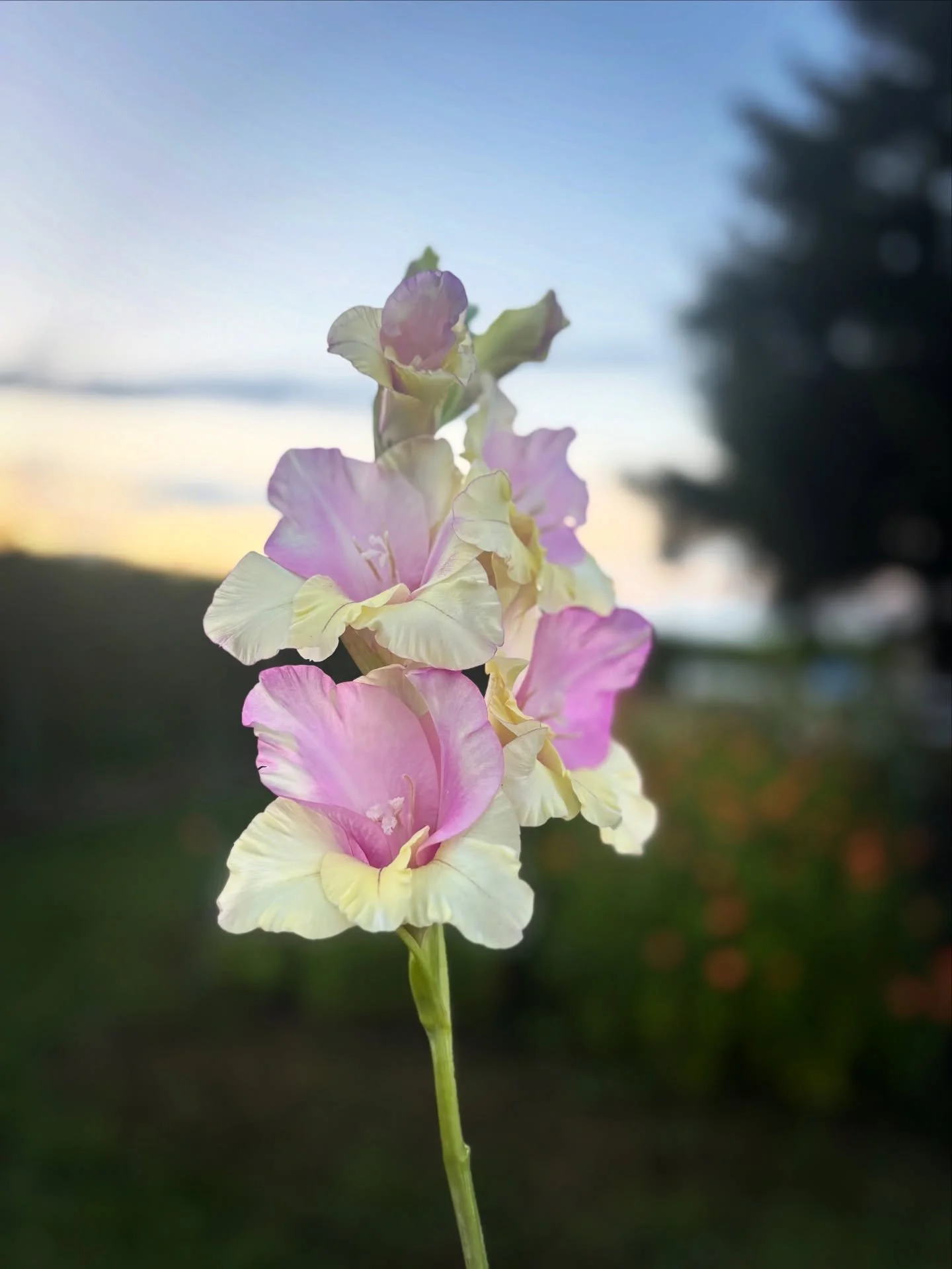 Soaking up every September sunrise &amp; sunset we can up here on Old Mission Peninsula. 

Leaving this on your feed as a little moment of zen, a love letter to fall, &amp; just some quiet beauty to enjoy 🤍

XO, Moondance