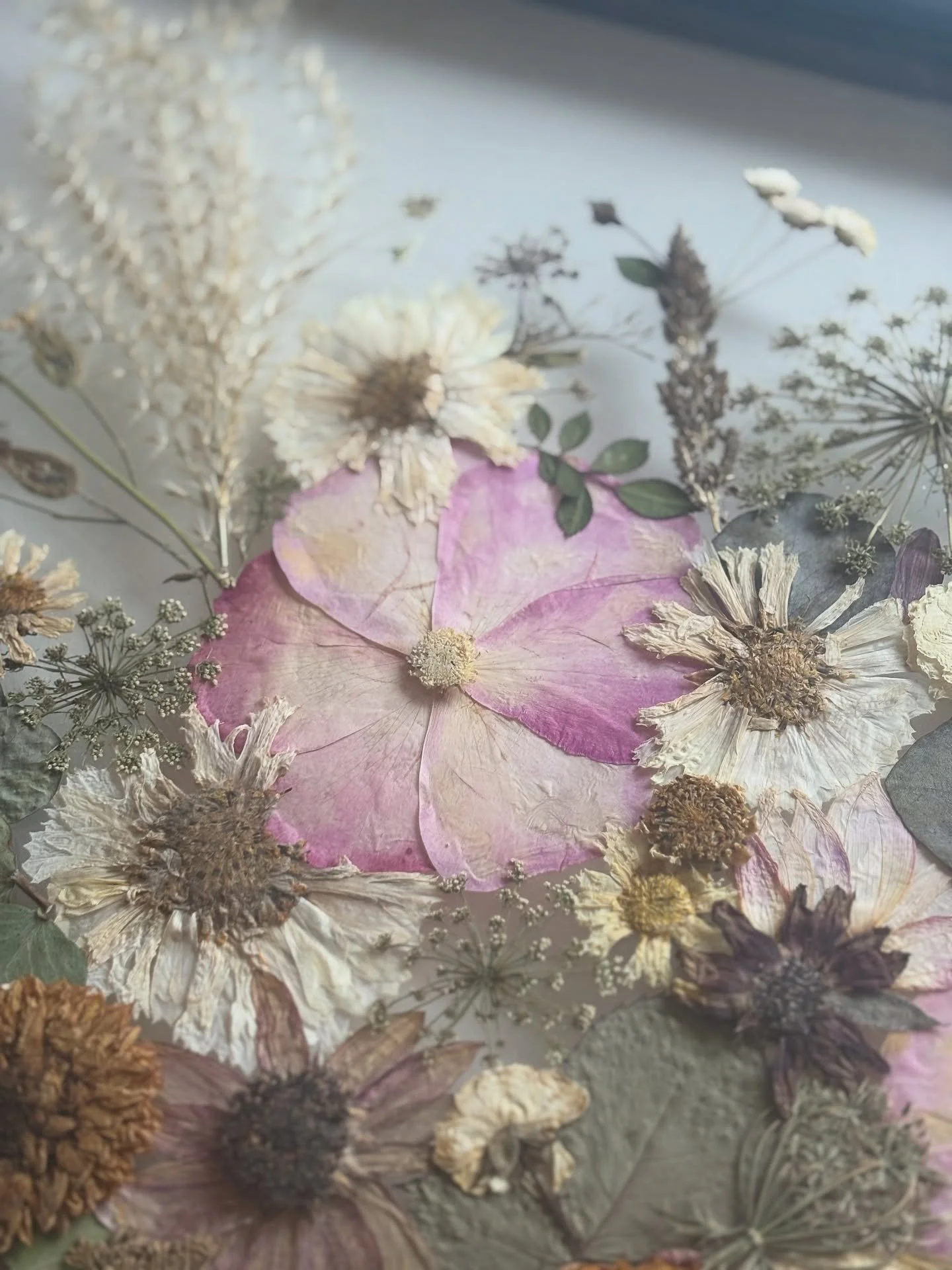 We&rsquo;ve been so caught up in fresh flower season that it&rsquo;s been a while since we have shared some of our pressed flower work. But as the fields tuck in and it gets chillier, we start to turn our attention to pressed &amp; dried flowers! 

T