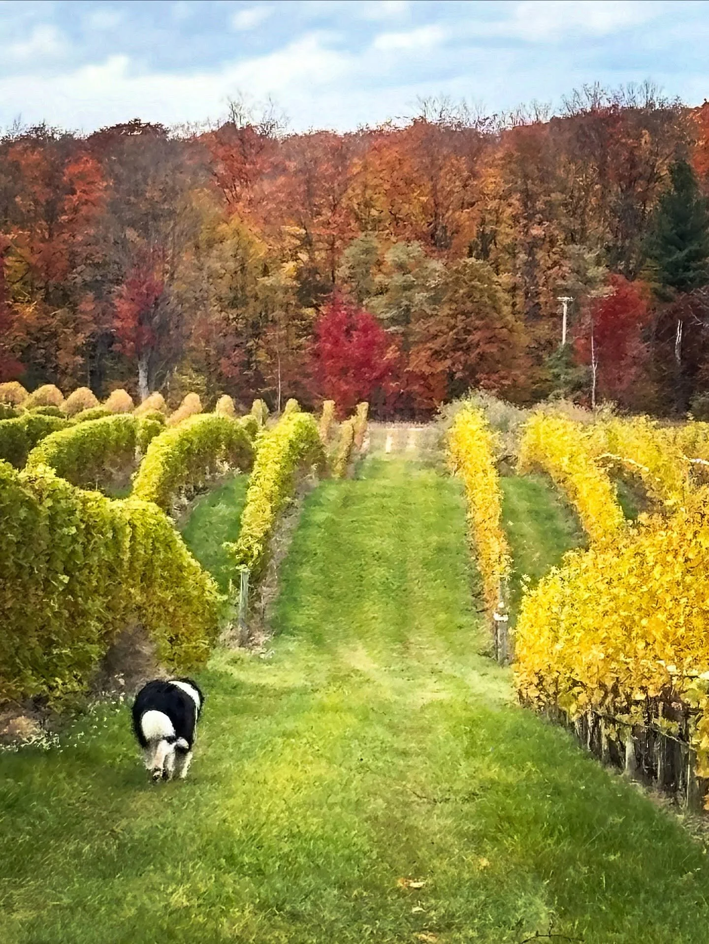 Quick pause to thank Mother Nature for a truly gorgeous fall before we tumble headfirst into full-on holiday mode. Old Mission showed off this year, and we&rsquo;re feeling extra thankful.

Meanwhile&hellip; the holiday magic is already brewing behin