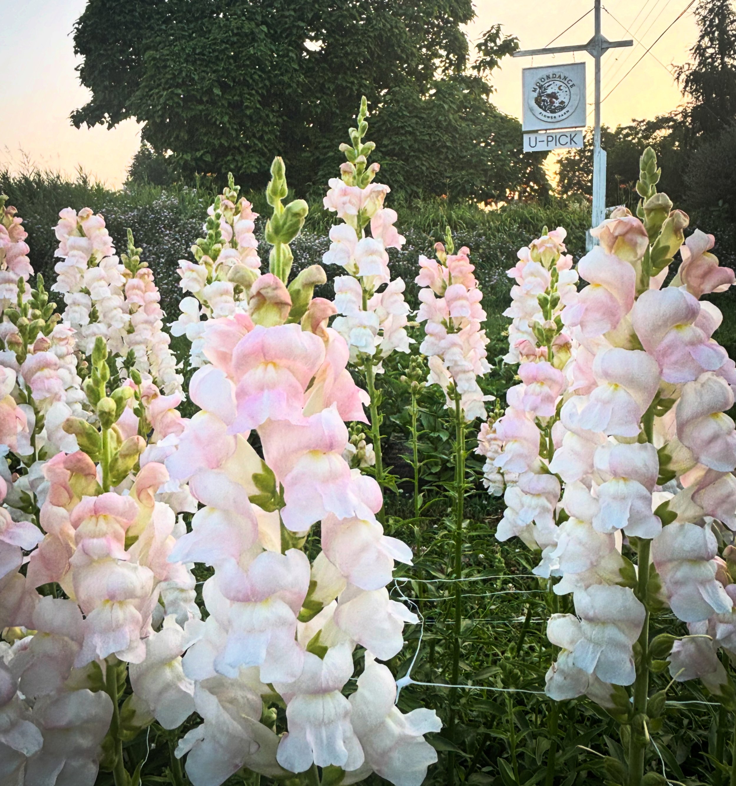 Seasonal Wedding Flower Availability in Northern Michigan: What Blooms When