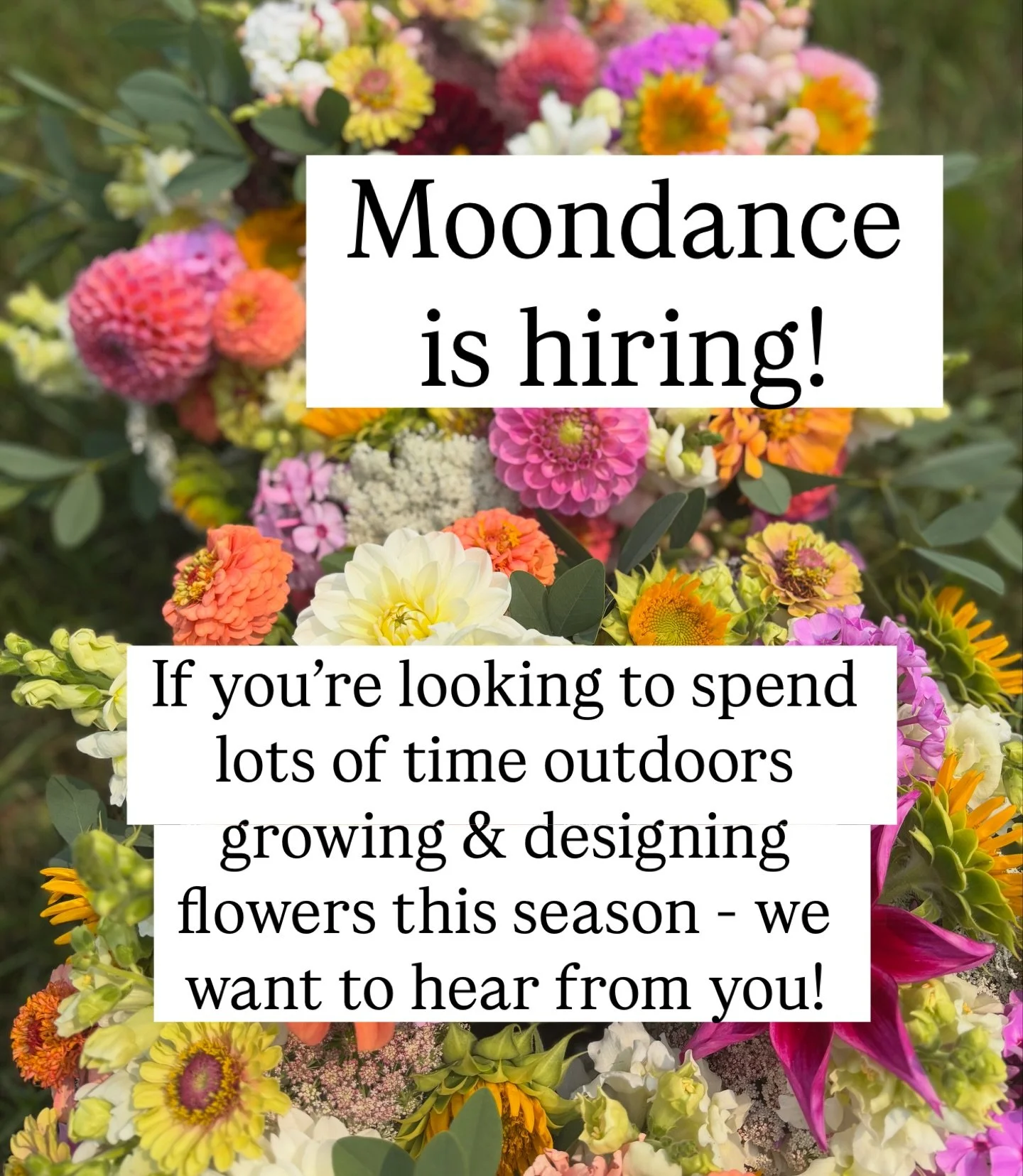 We are so excited to welcome a new member to our team for the 2026 flower season! 

Moondance is looking for a seasonal Floral Designer &amp; Farm Assistant to support our farm work &amp; wedding floral design. From seed to stem to final bouquet, you