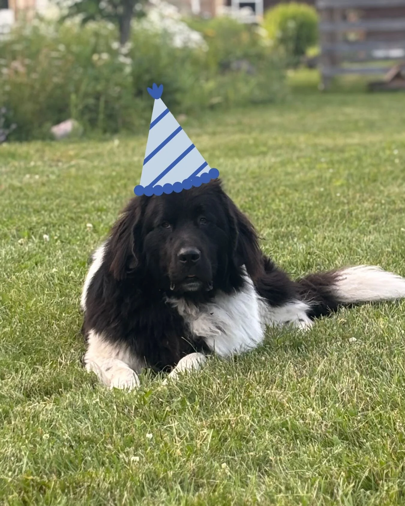 Happy birthday to farm dog Panda, our Head of Visitor Relations 🐾🌼

Official greeter. Nap supervisor. &ldquo;No visitor left behind&rdquo; snuggle manager. Please help keep his job secure by coming and visiting him (often!) this flower season.

Dro