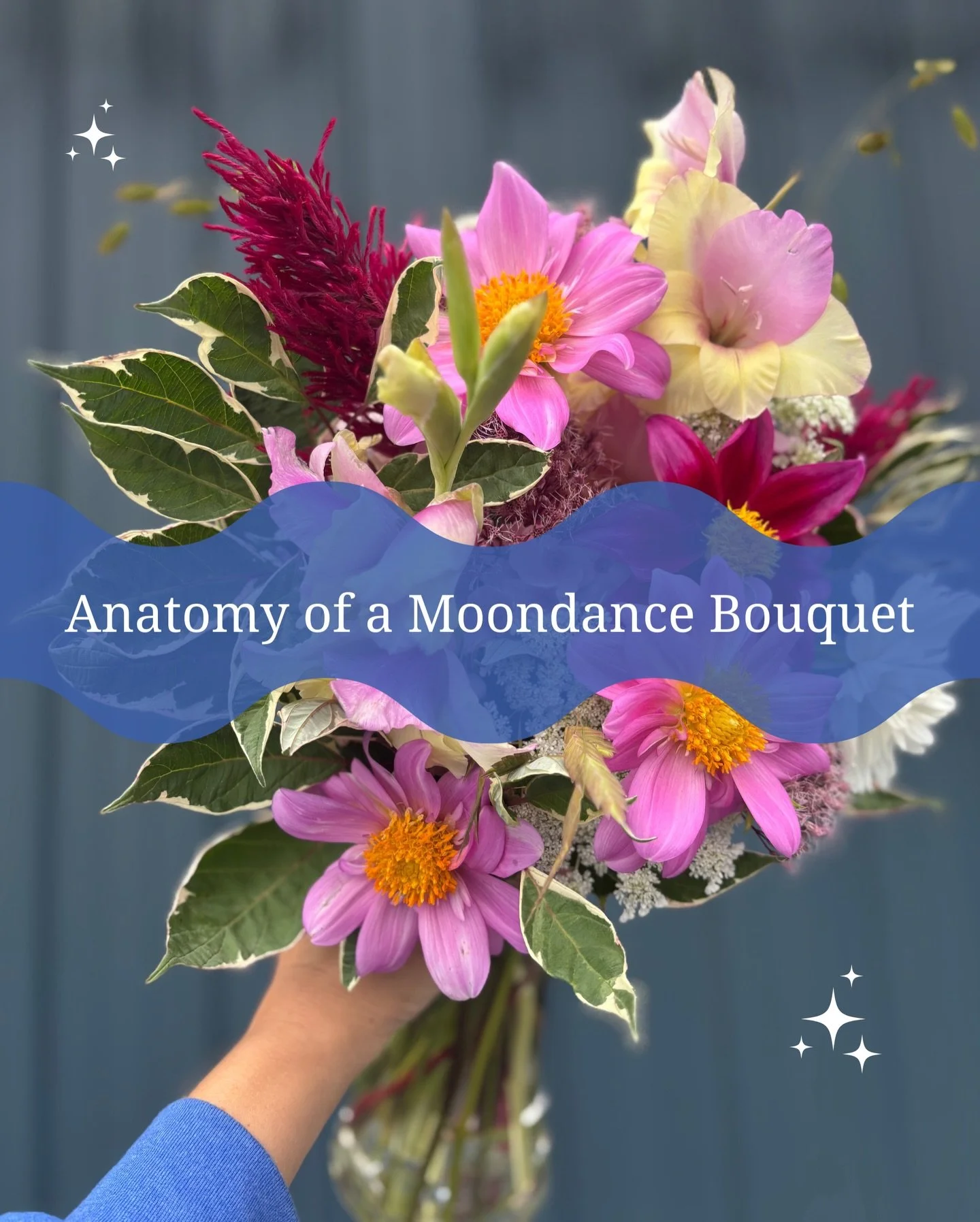 Anatomy of a Moondance bouquet 💐
Swipe to meet the flowers doing the most in this arrangement: color, texture, and movement all in one.

In this bouquet:
⊹ Dahlias
⊹ Cosmos
⊹ Celosia
⊹ Gladiolus
⊹ Ammi
⊹ Red twig dogwood

Save this for bouquet inspo