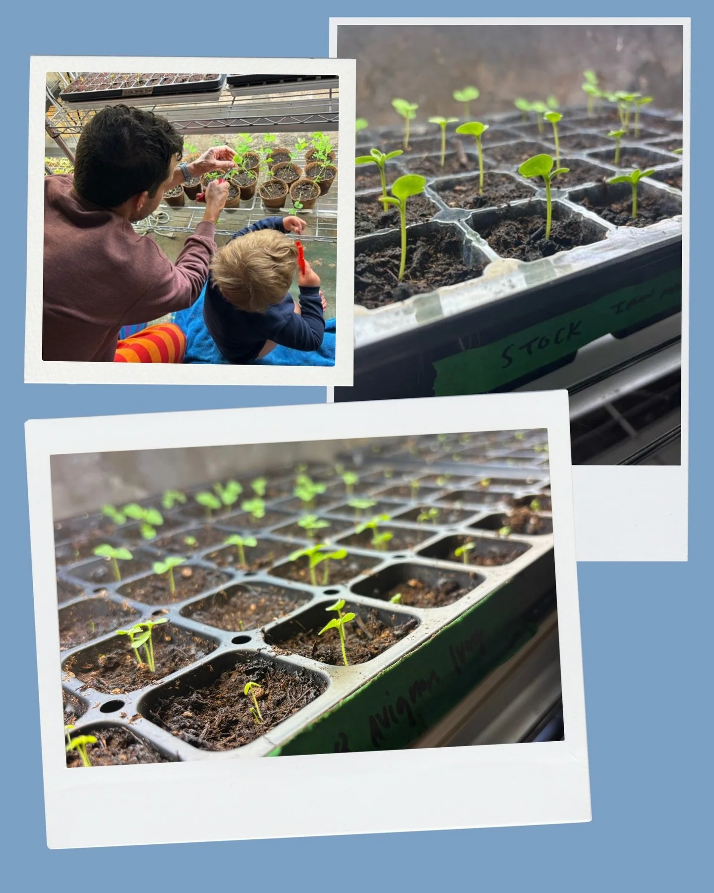 Tomorrow we &ldquo;spring forward.&rdquo; 

On a flower farm, that extra hour of evening light isn&rsquo;t just a clock change it&rsquo;s a shift in energy.

Right now, the work is quiet: seeds are going into trays, tucked under lights, and cared for