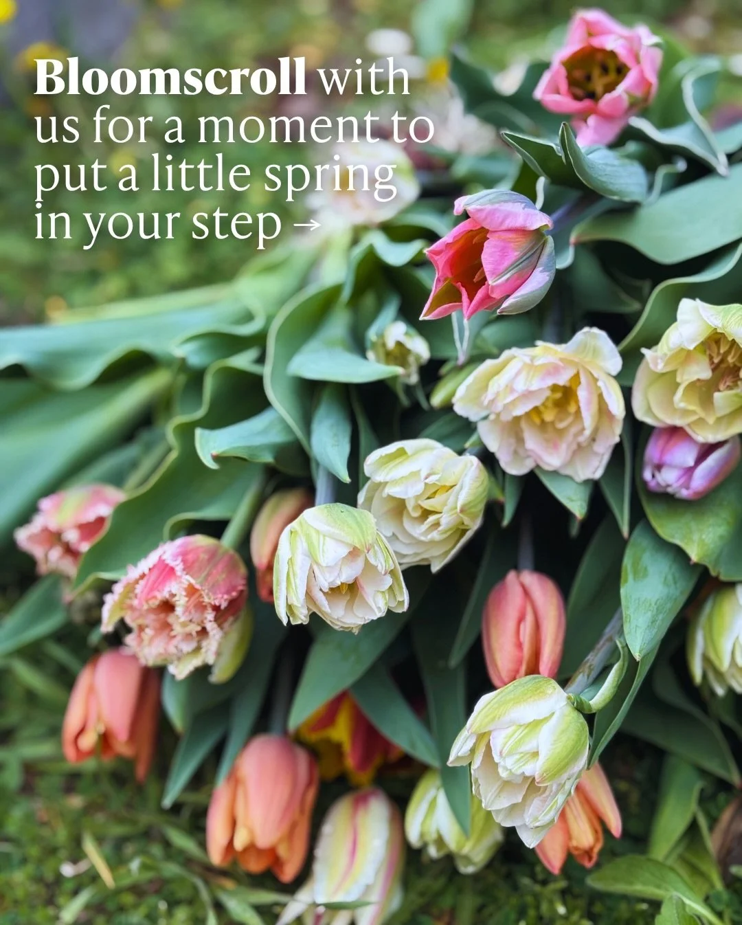 Yesterday marked the Spring Equinox, the moment when the days begin to stretch longer than the nights and the growing season truly begins to wake up.

On the farm, this is when everything starts to shift. Seed trays fill the greenhouse, the fields be