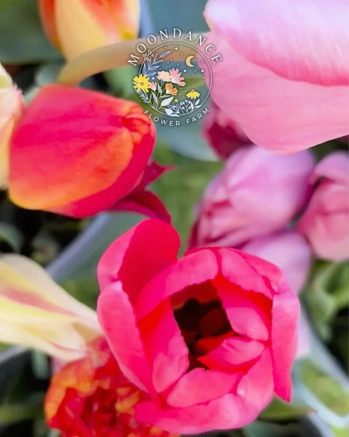 We&rsquo;re opening the farm for something magical this Mother&rsquo;s Day 💐

On Saturday, May 9, we&rsquo;ll be hosting Mother&rsquo;s Day on the Farm, a slower kind of celebration surrounded by flowers.

Think: flowers in the fields, family photos
