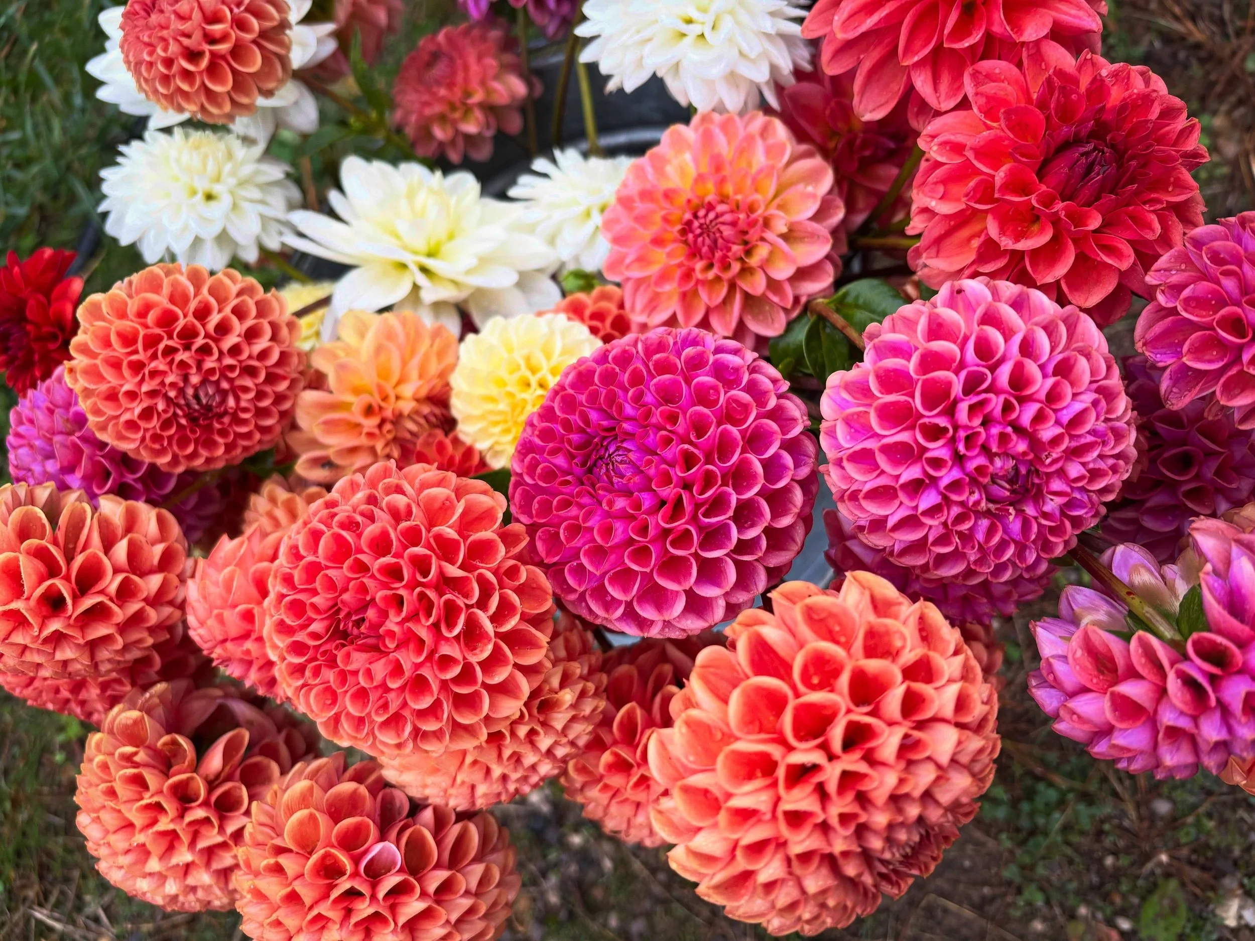 The dahlias aren&rsquo;t quite ready to say goodbye. And neither are we! 

We&rsquo;re opening the farm for one last community U-Pick this weekend! One more opportunity to wander the farm, gather your favorite blooms and enjoy a little more time amon