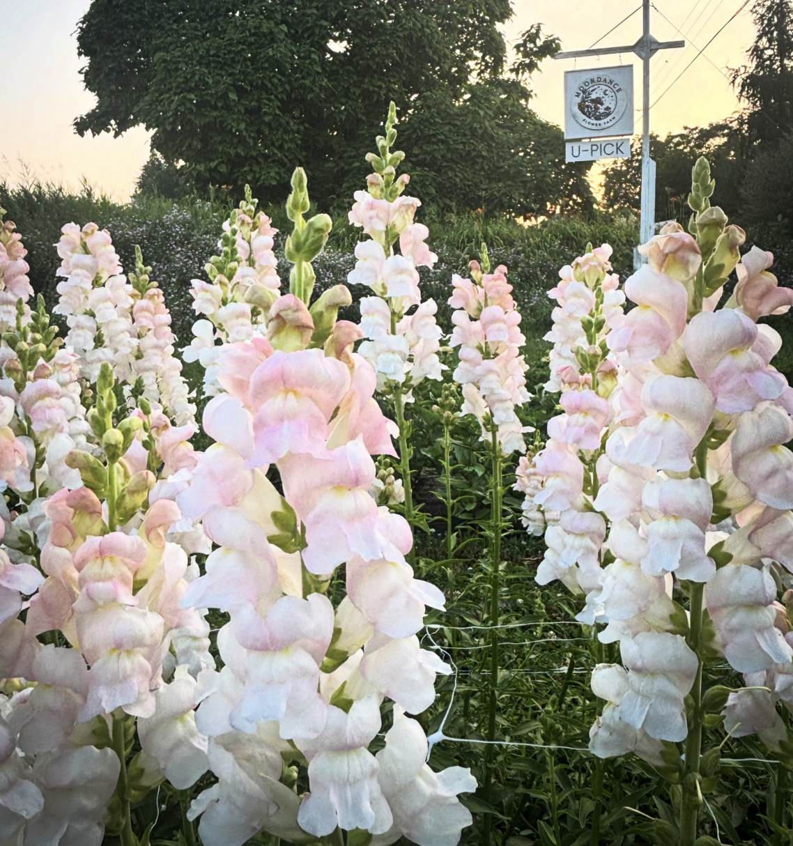 Image of fields of snapdragons at Moondance U-Pick