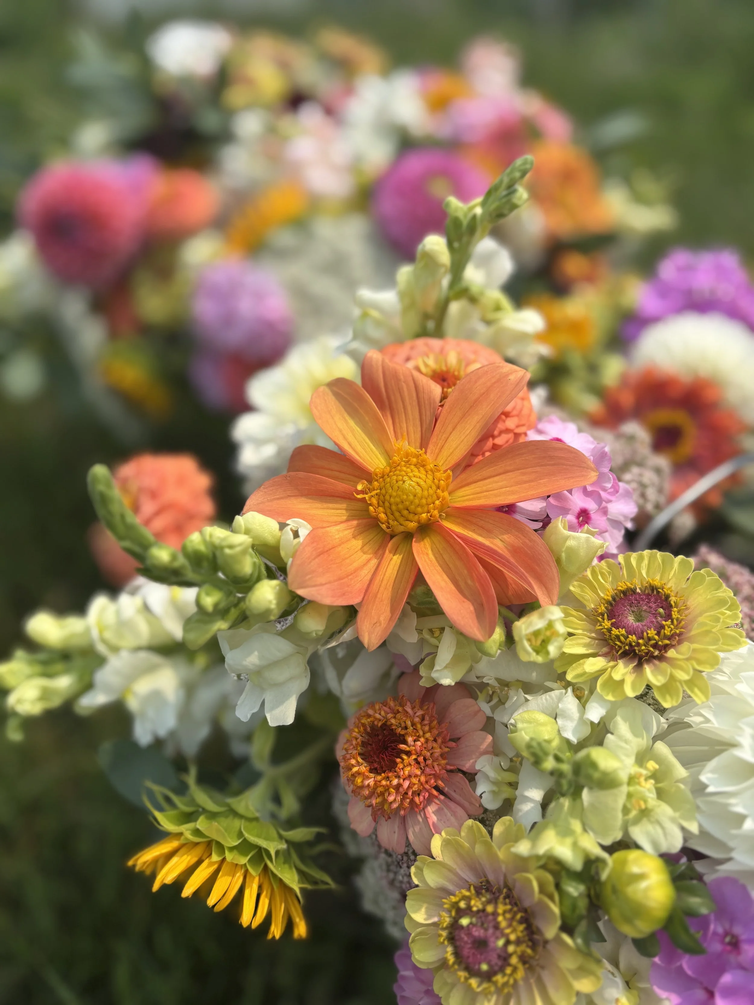 Late summer subs.jpg