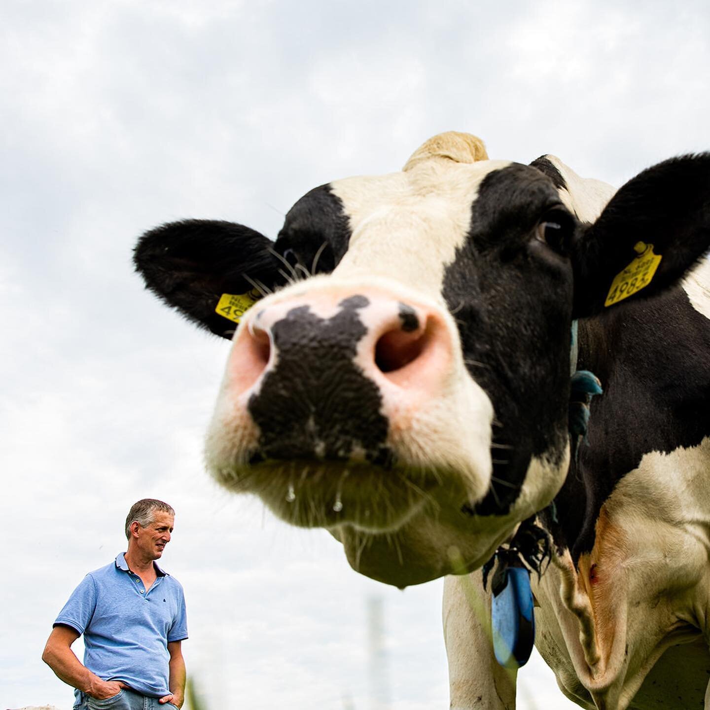 Plat op je buik tussen de koeien is succes gegarandeerd met al die nieuwsgierige dames en hun favoriete man. 🐄😏
#trotsopdeboer