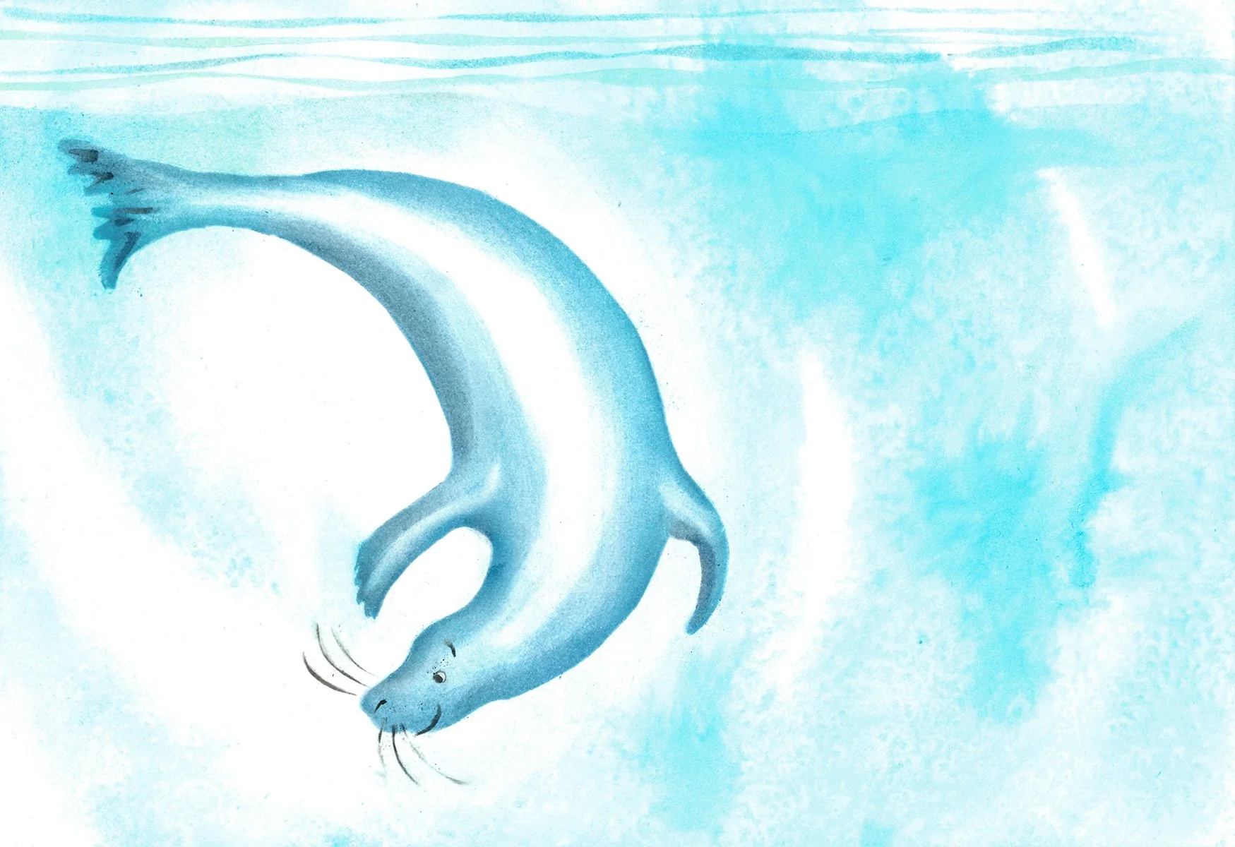 Seal underwater drawing