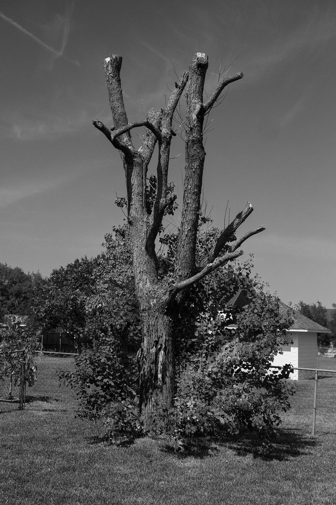 tree-in-peters-yard.jpg