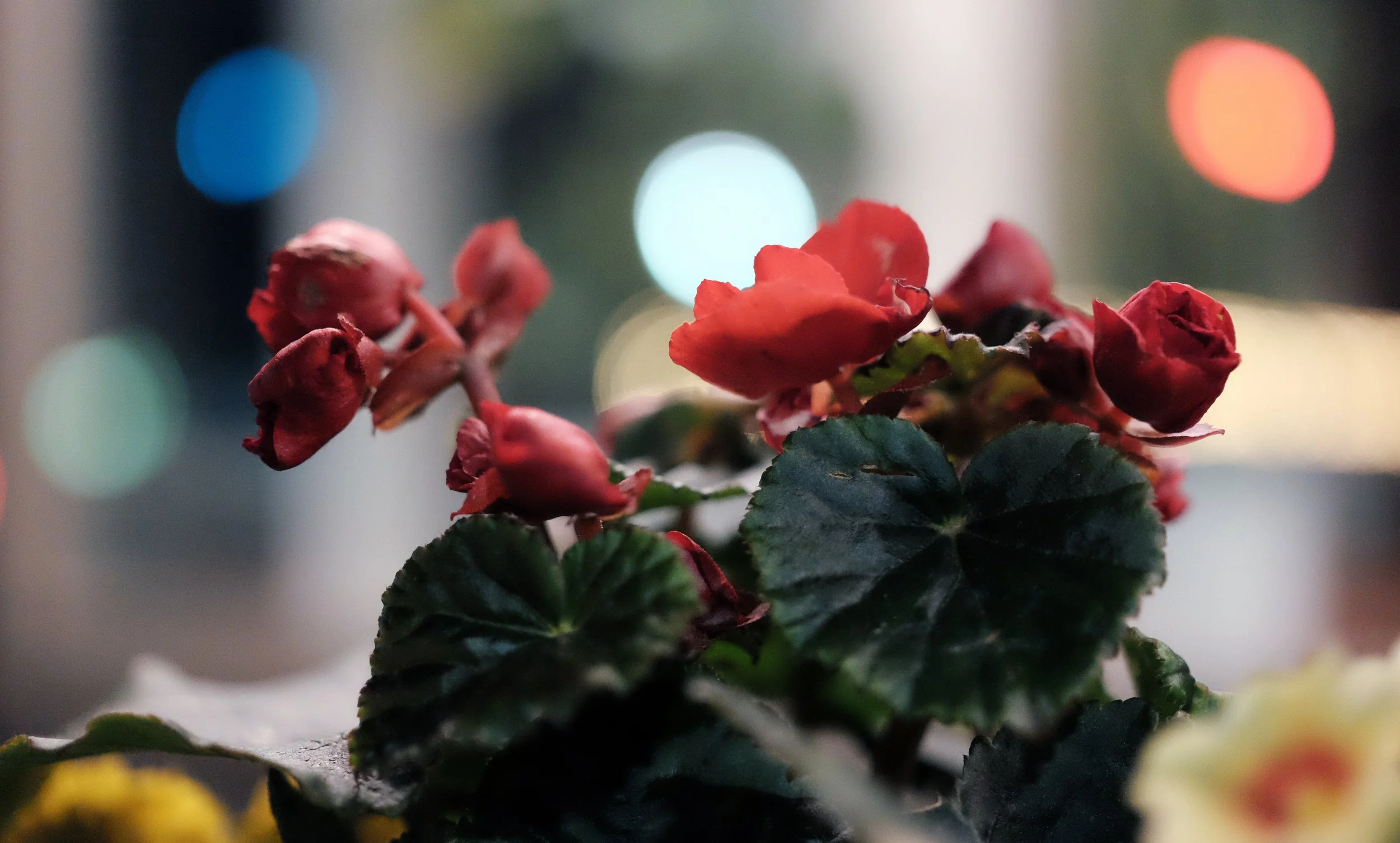 flowers.jpg
