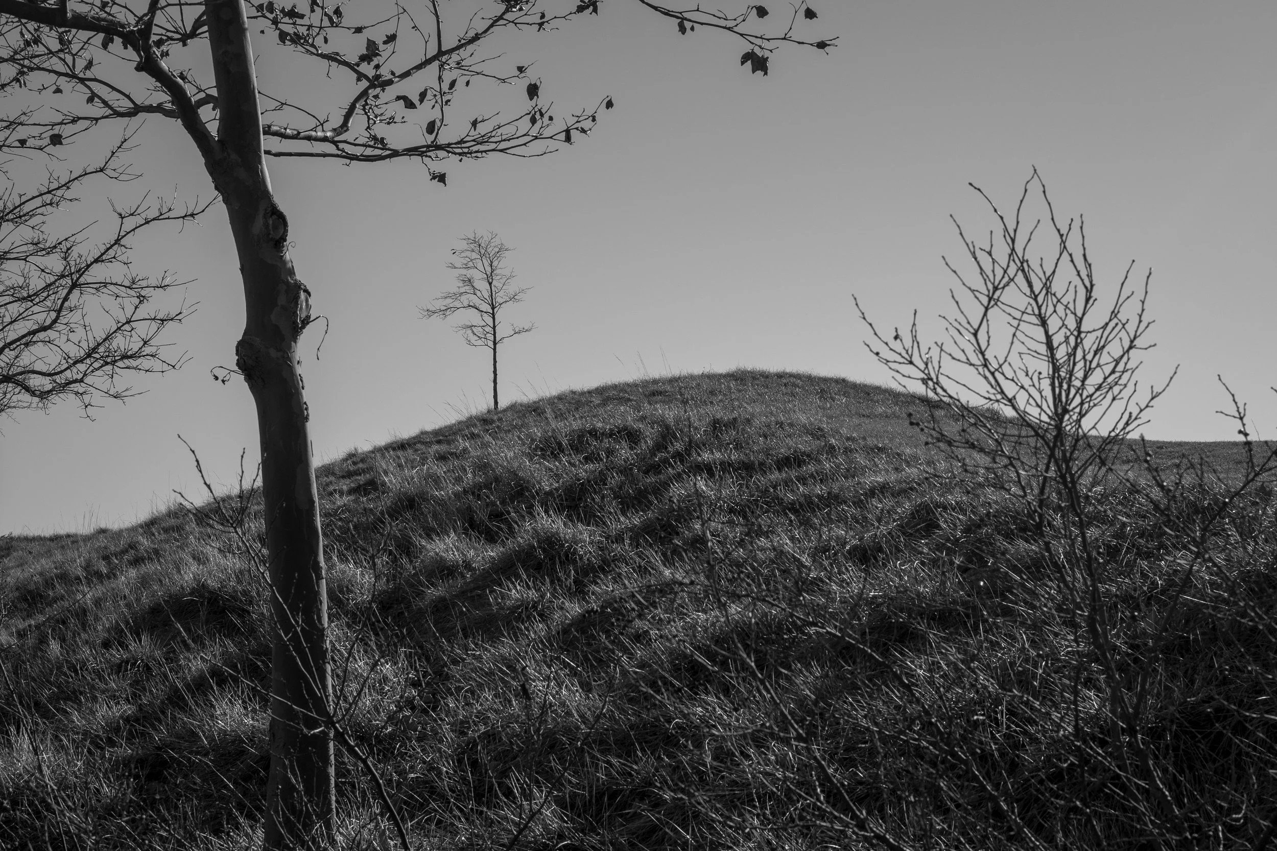 Jersey-City-Trees.jpg