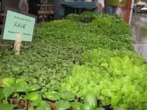 Greens