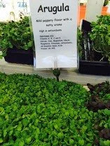 Arugula at the Farmstand