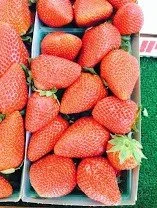 Berries