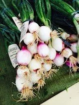 SpringOnions